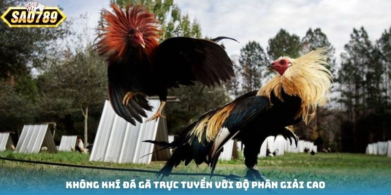 Không khí đá gà trực tuyến với độ phân giải cao Không khí đá gà trực tuyến với độ phân giải cao